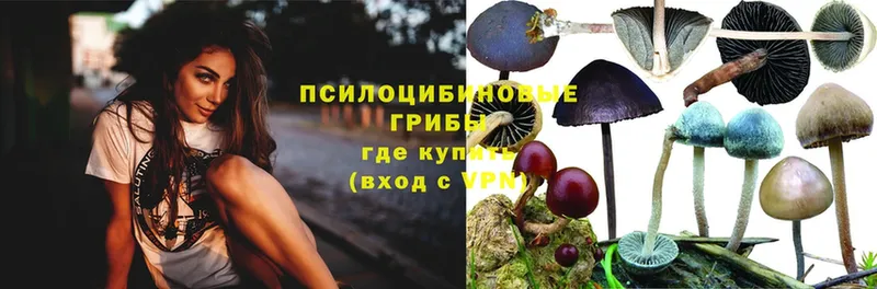 Галлюциногенные грибы Magic Shrooms  как найти наркотики  Вологда 